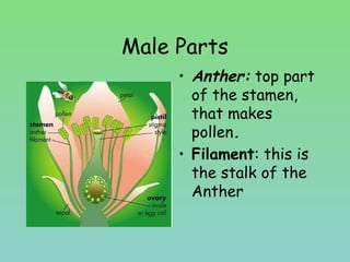 Male Parts
• Anther: top part
of the stamen,
that makes
pollen.
• Filament: this is
the stalk of the
Anther
 