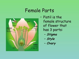 Female Parts
• Pistil is the
female structure
of flower that
has 3 parts:
– Stigma
– Style
– Ovary
 