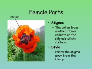 Female Parts
• Stigma:
– The pollen from
another flower
collects on the
stigma’s sticky
surface.
• Style:
– raises the stigma
away from the
Ovary
stigma
 