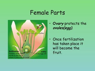 Female Parts
• Ovary protects the
ovules(egg).
• Once fertilization
has taken place it
will become the
fruit.
 