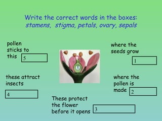 Write the correct words in the boxes:
stamens, stigma, petals, ovary, sepals
these attract
insects
4
where the
pollen is
made
pollen
sticks to
this 5
2
where the
seeds grow
1
These protect
the flower
before it opens 3
Write the correct words in the boxes:
stamens, stigma, petals, ovary, sepals
 