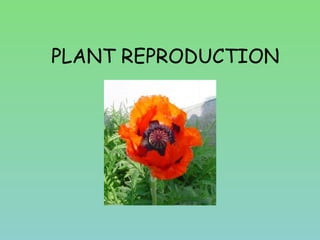 PLANT REPRODUCTION
 
