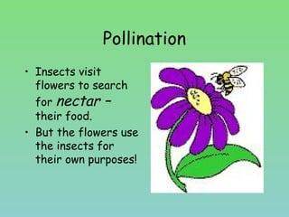 Pollination
• Insects visit
flowers to search
for nectar –
their food.
• But the flowers use
the insects for
their own purposes!
 