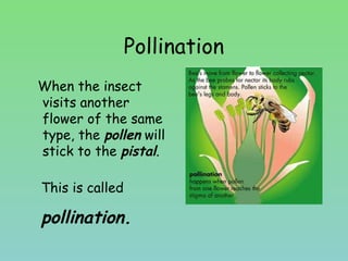 Pollination
When the insect
visits another
flower of the same
type, the pollen will
stick to the pistal.
This is called
pollination.
 