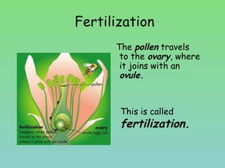 Fertilization
The pollen travels
to the ovary, where
it joins with an
ovule.
This is called
fertilization.
 