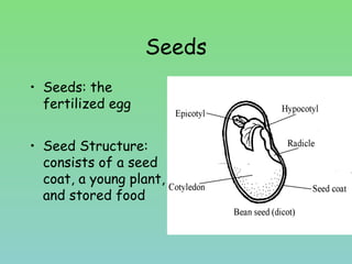 Seeds
• Seeds: the
fertilized egg
• Seed Structure:
consists of a seed
coat, a young plant,
and stored food
 