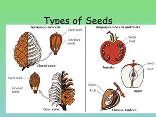 Types of Seeds
 