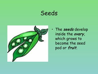 Seeds
• The seeds develop
inside the ovary,
which grows to
become the seed
pod or fruit.
 