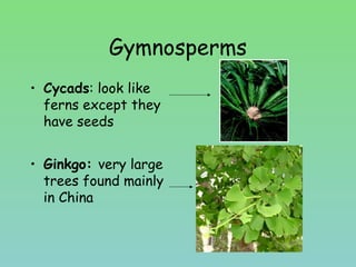 Gymnosperms
• Cycads: look like
ferns except they
have seeds
• Ginkgo: very large
trees found mainly
in China
 