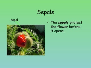 Sepals
• The sepals protect
the flower before
it opens.
sepal
 