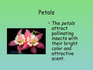 Petals
• The petals
attract
pollinating
insects with
their bright
color and
attractive
scent.
 