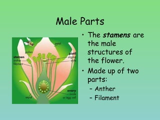 Male Parts
• The stamens are
the male
structures of
the flower.
• Made up of two
parts:
– Anther
– Filament
 