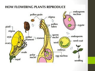 Angiosperms and reproduction | PPT