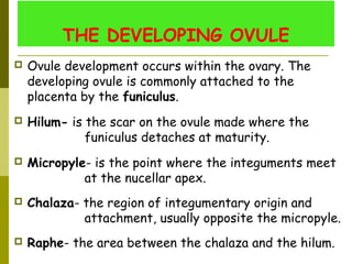 THE DEVELOPING OVULE
 Ovule development occurs within the ovary. The
developing ovule is commonly attached to the
placenta by the funiculus.
 
 Hilum- is the scar on the ovule made where the
funiculus detaches at maturity.
 
 Micropyle- is the point where the integuments meet
at the nucellar apex.
 
 Chalaza- the region of integumentary origin and
attachment, usually opposite the micropyle.
 
 Raphe- the area between the chalaza and the hilum.
 