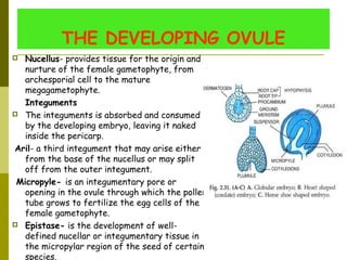 THE DEVELOPING OVULE
 Nucellus- provides tissue for the origin and
nurture of the female gametophyte, from
archesporial cell to the mature
megagametophyte.
  Integuments
 The integuments is absorbed and consumed
by the developing embryo, leaving it naked
inside the pericarp.
 Aril- a third integument that may arise either
from the base of the nucellus or may split
off from the outer integument.
 Micropyle- is an integumentary pore or
opening in the ovule through which the pollen
tube grows to fertilize the egg cells of the
female gametophyte.
 Epistase- is the development of well-
defined nucellar or integumentary tissue in
the micropylar region of the seed of certain
species.
 