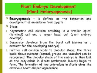 Plant Embryo Development
(Plant Embryogenesis)
 Embryogenesis – is defined as the formation and
development of an embryo from zygote
 Steps
1. Asymmetric cell division resulting in a smaller apical
(terminal) cell and a larger basal cell (plant embryo
develops)
2. Suspensor develops from the basal cell (serves as a
nutrient for the developing embryo)
3. Further cell division leads to globular stage. The three
basic tissue systems (dermal, ground and vascular) can be
recognized. The globular shape of the embryo is then lost
as the cotyledons in dicots (embryonic leaves) begin to
form. The formation of two cotyledons in dicots gives the
embryo a heart-shaped appearance.
 
