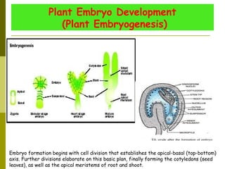 Plant Embryo Development
(Plant Embryogenesis)
Embryo formation begins with cell division that establishes the apical-basal (top-bottom)
axis. Further divisions elaborate on this basic plan, finally forming the cotyledons (seed
leaves), as well as the apical meristems of root and shoot.
 