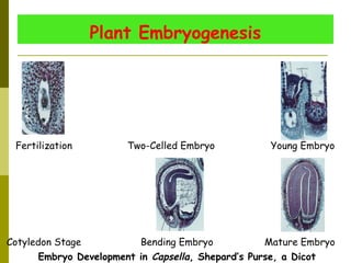 Plant Embryogenesis
Fertilization Two-Celled Embryo Young Embryo
Cotyledon Stage Bending Embryo Mature Embryo
Embryo Development in Capsella, Shepard’s Purse, a Dicot
 