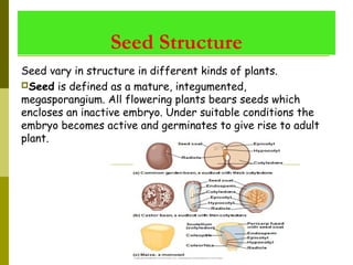 Seed Structure
Seed vary in structure in different kinds of plants.
Seed is defined as a mature, integumented,
megasporangium. All flowering plants bears seeds which
encloses an inactive embryo. Under suitable conditions the
embryo becomes active and germinates to give rise to adult
plant.
 