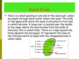 Seed Coat
 There is a small opening at one end of the seed coat, called
micropyle through which water enters the seed. The stalk
of the speed with which the seed is attached to fruit wall
is called funiculus. A large scar is located near the middle
of one edge, where the seed breaks from the stalk of
funiculus, this is called hilum. There is a ridge beyond the
hilum opposite the micropyle. It represents the base of
the funiculus which is fused with the integuments and is
called raphe.
rapheraphe
 
