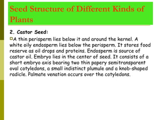 Seed Structure of Different Kinds of
Plants
2. Castor Seed:
A thin perisperm lies below it and around the kernel. A
white oily endosperm lies below the perisperm. It stores food
reserve as oil drops and proteins. Endosperm is source of
castor oil. Embryo lies in the center of seed. It consists of a
short embryo axis bearing two thin papery semitransparent
oval cotyledons, a small indistinct plumule and a knob-shaped
radicle. Palmate venation occurs over the cotyledons.
 