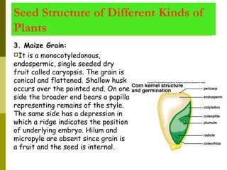 Seed Structure of Different Kinds of
Plants
3. Maize Grain:
It is a monocotyledonous,
endospermic, single seeded dry
fruit called caryopsis. The grain is
conical and flattened. Shallow husk
occurs over the pointed end. On one
side the broader end bears a papilla
representing remains of the style.
The same side has a depression in
which a ridge indicates the position
of underlying embryo. Hilum and
micropyle are absent since grain is
a fruit and the seed is internal.
 