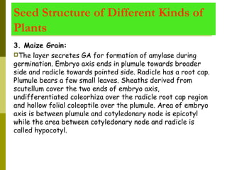 Seed Structure of Different Kinds of
Plants
3. Maize Grain:
The layer secretes GA for formation of amylase during
germination. Embryo axis ends in plumule towards broader
side and radicle towards pointed side. Radicle has a root cap.
Plumule bears a few small leaves. Sheaths derived from
scutellum cover the two ends of embryo axis,
undifferentiated coleorhiza over the radicle root cap region
and hollow folial coleoptile over the plumule. Area of embryo
axis is between plumule and cotyledonary node is epicotyl
while the area between cotyledonary node and radicle is
called hypocotyl.
 