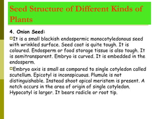 4. Onion Seed:
It is a small blackish endospermic monocotyledonous seed
with wrinkled surface. Seed coat is quite tough. It is
coloured. Endosperm or food storage tissue is also tough. It
is semitransparent. Embryo is curved. It is embedded in the
endosperm.
Embryo axis is small as compared to single cotyledon called
scutellum. Epicotyl is inconspicuous. Plumule is not
distinguishable. Instead shoot apical meristem is present. A
notch occurs in the area of origin of single cotyledon.
Hypocotyl is larger. It bears radicle or root tip.
Seed Structure of Different Kinds of
Plants
 