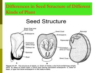 Differences in Seed Structure of Different
Kinds of Plant
 