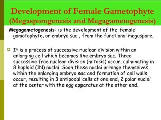Megagametogenesis- is the development of the female
gametophyte, or embryo sac , from the functional megaspore.
 
 It is a process of successive nuclear division within an
enlarging cell which becomes the embryo sac. Three
successive free nuclear division (mitosis) occur, culminating in
8 haploid (1N) nuclei. Soon these nuclei arrange themselves
within the enlarging embryo sac and formation of cell walls
occur, resulting in 3 antipodal cells at one end, 2 polar nuclei
at the center with the egg apparatus at the other end.
Development of Female Gametophyte
(Megasporogenesis and Megagametogenesis)
 