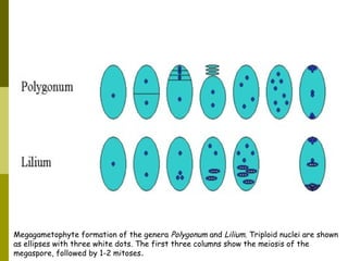 Megagametophyte formation of the genera Polygonum and Lilium. Triploid nuclei are shown
as ellipses with three white dots. The first three columns show the meiosis of the
megaspore, followed by 1-2 mitoses.
 