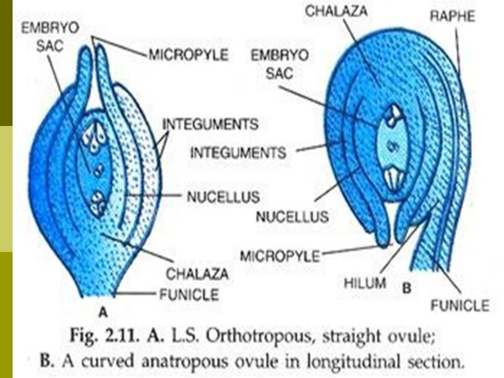 Seed Formation And Development