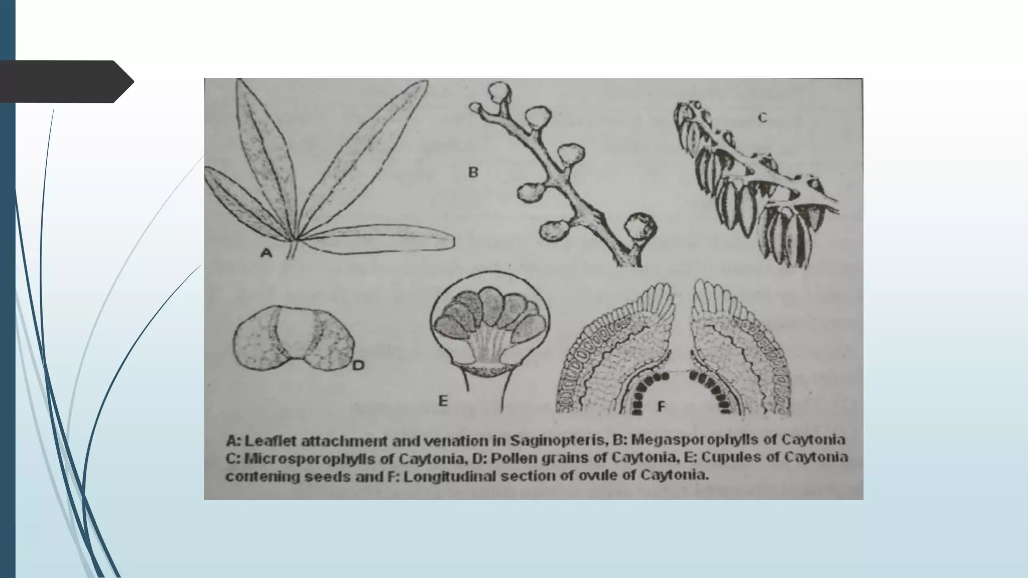 Angiosperms - origin and evolution ( pteridospermean and bennititalean theory)