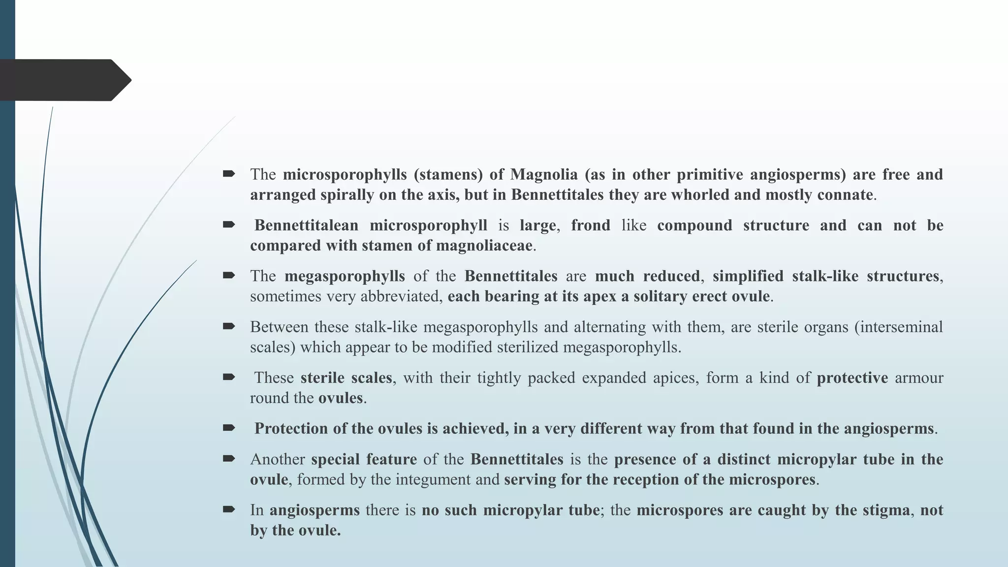  The microsporophylls (stamens) of Magnolia (as in other primitive angiosperms) are free and
arranged spirally on the axis, but in Bennettitales they are whorled and mostly connate.
 Bennettitalean microsporophyll is large, frond like compound structure and can not be
compared with stamen of magnoliaceae.
 The megasporophylls of the Bennettitales are much reduced, simplified stalk-like structures,
sometimes very abbreviated, each bearing at its apex a solitary erect ovule.
 Between these stalk-like megasporophylls and alternating with them, are sterile organs (interseminal
scales) which appear to be modified sterilized megasporophylls.
 These sterile scales, with their tightly packed expanded apices, form a kind of protective armour
round the ovules.
 Protection of the ovules is achieved, in a very different way from that found in the angiosperms.
 Another special feature of the Bennettitales is the presence of a distinct micropylar tube in the
ovule, formed by the integument and serving for the reception of the microspores.
 In angiosperms there is no such micropylar tube; the microspores are caught by the stigma, not
by the ovule.
 