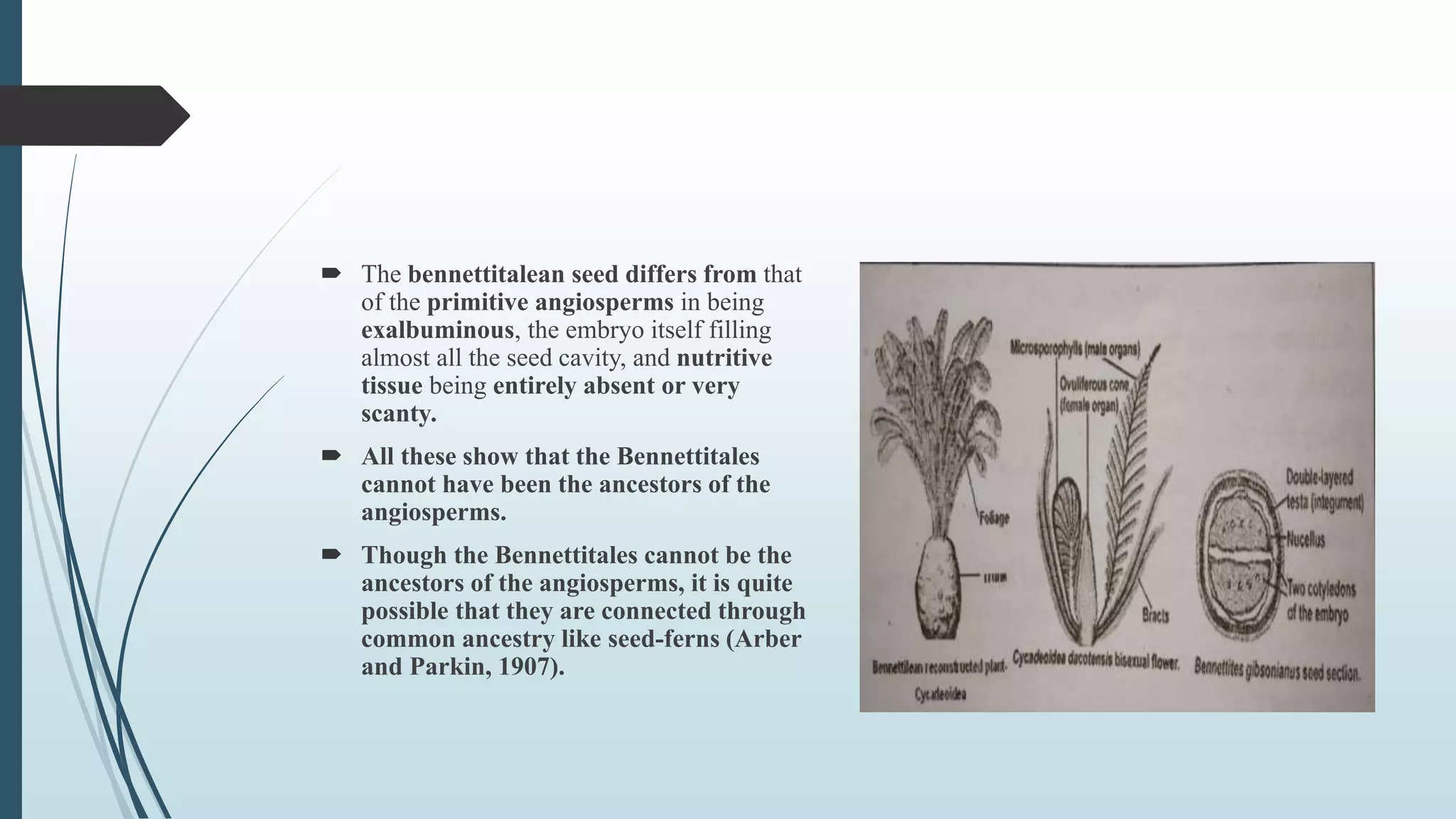  The bennettitalean seed differs from that
of the primitive angiosperms in being
exalbuminous, the embryo itself filling
almost all the seed cavity, and nutritive
tissue being entirely absent or very
scanty.
 All these show that the Bennettitales
cannot have been the ancestors of the
angiosperms.
 Though the Bennettitales cannot be the
ancestors of the angiosperms, it is quite
possible that they are connected through
common ancestry like seed-ferns (Arber
and Parkin, 1907).
 