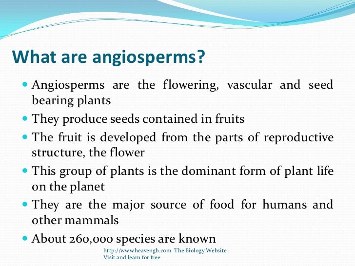Angiospermss