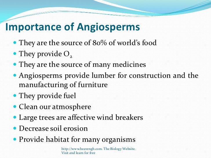 Angiospermss