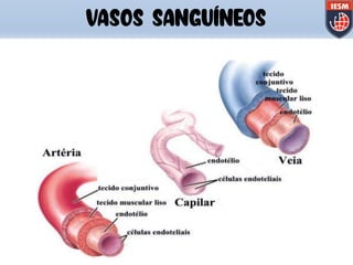 VASOS SANGUÍNEOS
 