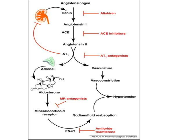 ANGIOTENSIN raas for pharmacology ..pptx