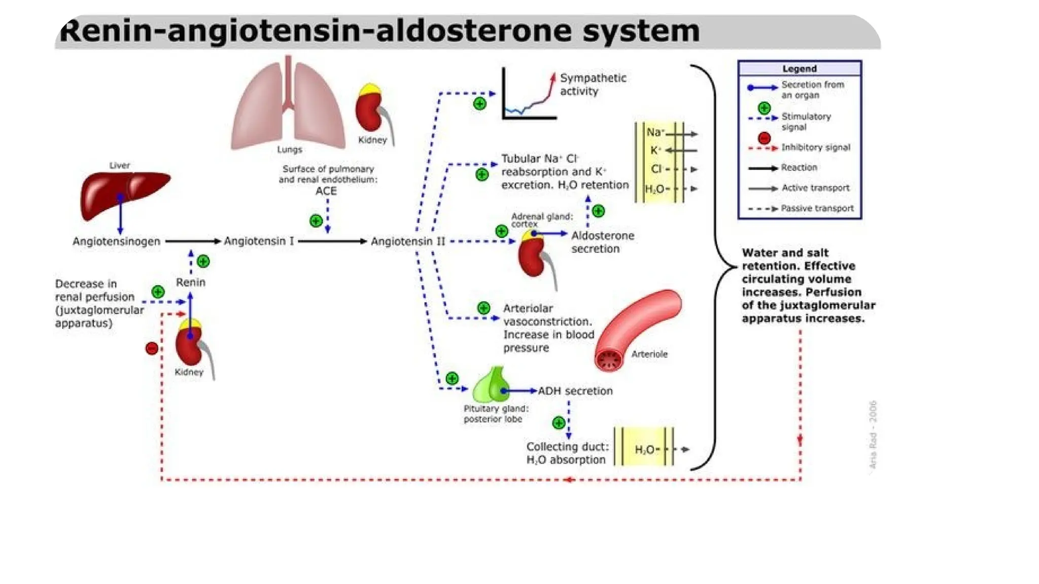 Angiotensin7777 Angiotensin 5555.pptxnot | PPTX