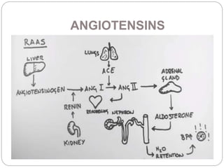 ANGIOTENSINS
 