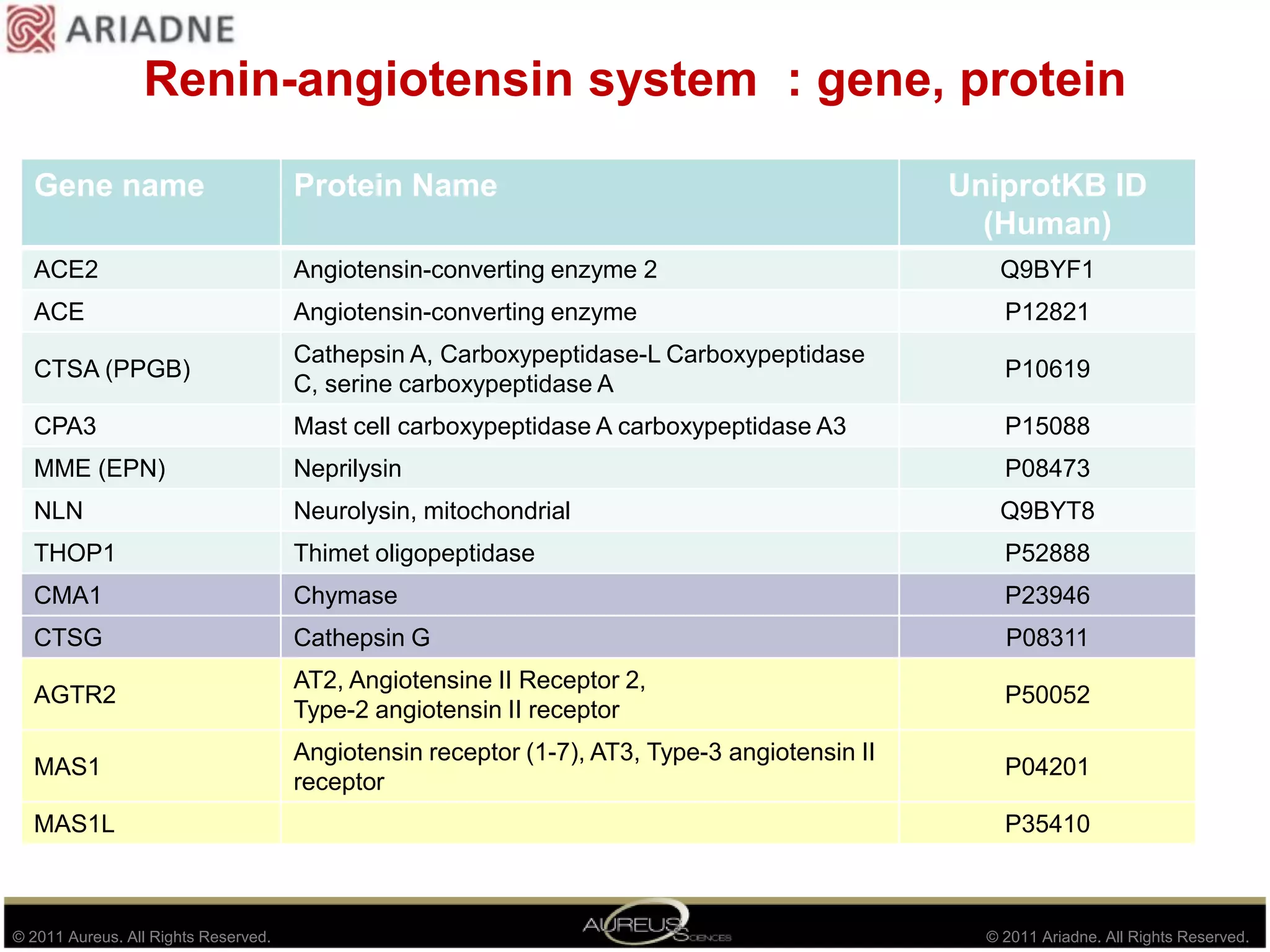 Renin-angiotensin system  : gene, protein