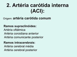 2. Artéria carótida interna (ACI): Origem:  artéria carótida comum Ramos supraclinóides:   Artéria oftálmica Artéria coroidiana anterior Artéria comunicante posterior Ramos intracerebrais: Artéria cerebral média Artéria cerebral posterior 