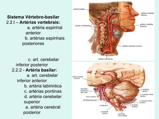 Sistema Vértebro-basilar 2.2.l –  Artérias vertebrais: a. artéria espinhal anterior b. artérias espinhais posteriores c. art. cerebelar inferior posterior 2.2.2 -  Artéria basilar: a. art. cerebelar inferior anterior b. artéria labirintica c. artérias pontinas d. artéria cerebelar superior e. artéria cerebral posterior 