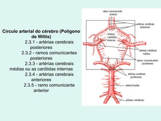 Circulo arterial do cérebro (Poligono de Willis) 2.3.1 - artérias cerebrais posteriores 2.3.2 - ramos comunicantes posteriores 2.3.3 - artérias cerebrais médias ou as carótidas internas 2.3.4 - artérias cerebrais anteriores 2.3.5 - ramo comunicante anterior 