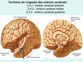 Território de irrigação das artérias cerebrais: 2.4.l - Artéria cerebral anterior 2.4.2 - Artéria cerebral média 2.4.3 - Artéria cerebral posterior 