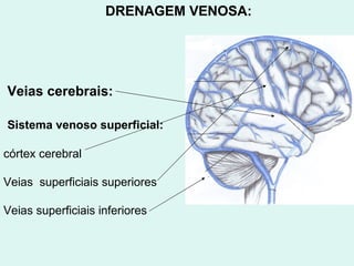 Veias cerebrais: Sistema venoso superficial:   córtex cerebral Veias  superficiais superiores Veias superficiais inferiores DRENAGEM VENOSA: 