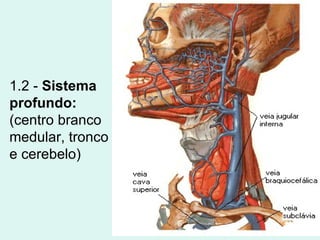1.2 -  Sistema profundo:  (centro branco medular, tronco e cerebelo) 