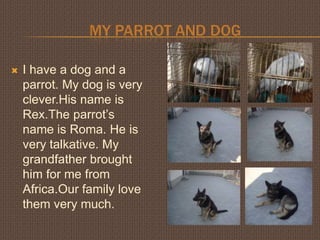 My parrot and dog       I have a dog and a parrot. My dog is very clever.His name is Rex.Theparrot’s name is Roma. He is very talkative. My grandfather brought  him for me from Africa.Our family love them very much.  