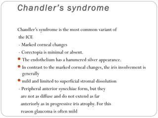 Chandler’s syndrome
Chandler’s syndrome is the most common variant of
the ICE
- Marked corneal changes
- Corectopia is minimal or absent.
The endothelium has a hammered silver appearance.
In contrast to the marked corneal changes, the iris involvement is
generally
mild and limited to superficial stromal dissolution
- Peripheral anterior synechiae form, but they
are not as diffuse and do not extend as far
anteriorly as in progressive iris atrophy. For this
reason glaucoma is often mild
 